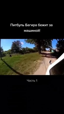 Питбуль бежит за машиной #pitbull #wolfcales #dog #wolf #blackwolf #dragonlife #shorts