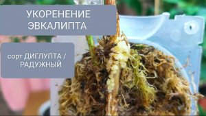 🟤🟢УКОРЕНЕНИЕ ЭВКАЛИПТА ОТВОДОМ СОРТ ДИГЛУПТА / РАДУЖНЫЙ #эвкалипт