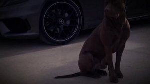 #pitbull KING DRAGON LIFE @DragonlifeAgop