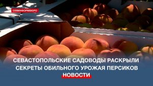 Севастопольские садоводы раскрыли секреты обильного урожая персиков