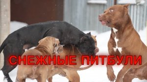 Снежные питбули охотятся за удочкой | Питбули Dragon life