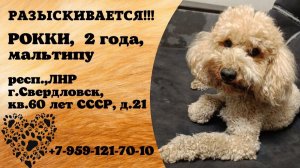 Пропала собака! РОККИ, 2 года, мальтипу. респ.ЛЕР, г.Свердловск.