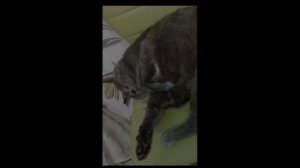 котшир.mp4