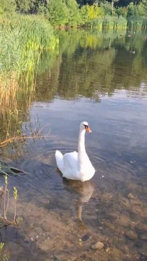 🦢