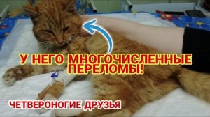 У НЕГО МНОГОЧИСЛЕННЫЕ ПЕРЕЛОМЫ четвероногие друзья #shorts