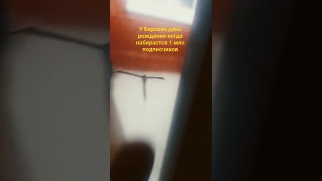 Челлендж для котиков 2 часть