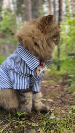 Я люблю❤️ #котики #любовь #кошки