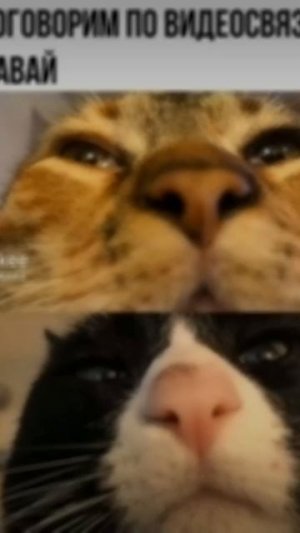 scene_output.mp4