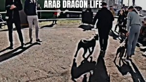 #pitbull Arab Dragon life. At the exhibition. @DragonlifeAgop