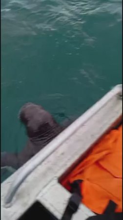 История спасения одного чукотского моржонка