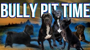 BullyPitTime - канал с прекрасными булли и питбулями!