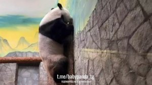🐼 **Эксклюзивные кадры тренировок единственного в мире панды-космонавта!** 🌌