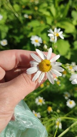 🌼🌼🌼🌼