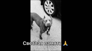 Буля C Канала ПИТБУЛИ DRAGON LIFE (СВЕТЛАЯ ПАМЯТЬ)