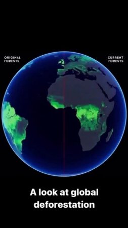 С лица Земли исчез 1,1 миллиарда гектаров леса с 1900 года