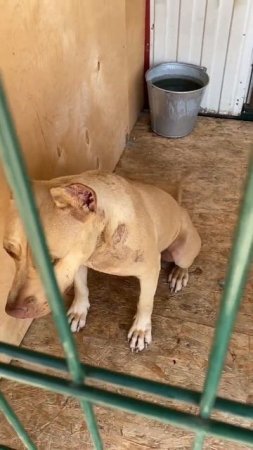 питбуль кими после драки #dragonlife #собака #dog #wolf #wolfcales #животные #топ #собаки #pitbull