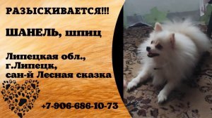 Пропала собака! ШАНЕЛЬ, шпиц. Липецкая обл., г.Липецк.