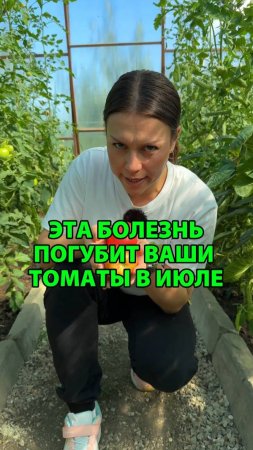 Эта болезнь погубит ваши томаты в июле