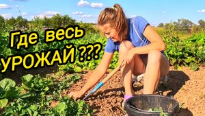 КУПИЛИ ДОМ В ДЕРЕВНЕ | ГДЕ ВЕСЬ УРОЖАЙ | Дом в деревне | Деревенские будни