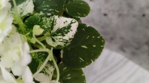 Фиалка Adirondack Moon