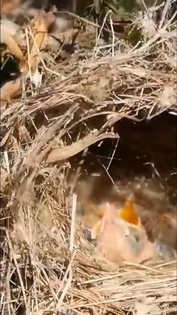 Блестящий расписной малюр. Самые красивые птички #shorts смотреть онлайн