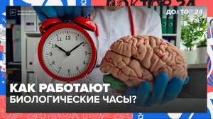 ЗДОРОВЬЕ В ДЕТАЛЯХ: биоритмы, уход за зубами и суперфуды | Доктор 24