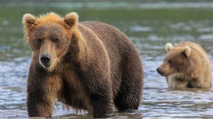 Косолапая банда: медведи пытались угнать лодку на Камчатке