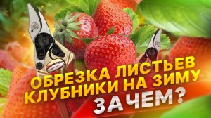 ОБРЕЗКА ЛИСТЬЕВ КЛУБНИКИ НА ЗИМУ ЗАЧЕМ