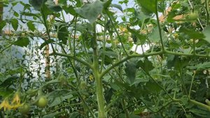🍅 ЧТО РАСТЕТ НА 3 ГРЯДКЕ? | Черри, гибриды и редкие сорта томатов