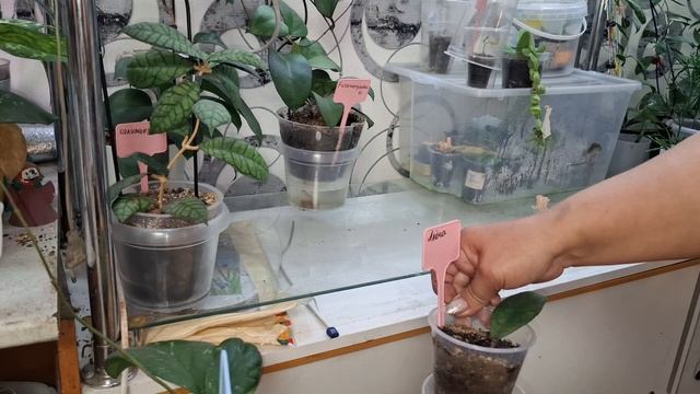 Обзор комнатных растений и полив. 2 часть