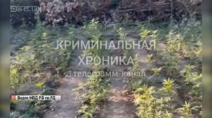 Плантацию конопли обнаружили полицейские в Дербентском районе