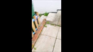 Собака. Том