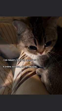 уу
#рек #кот