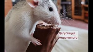 Малышка крыса ДАЕТ ДОБРО. Дегустация мороженого!