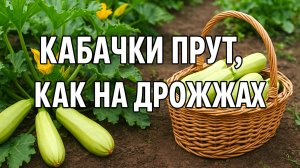 Кабачки прут, как на дрожжах! Подкормка, о которой молчат дачники!