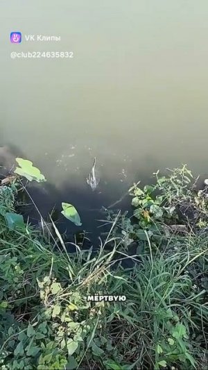 рыба