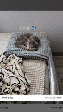 Моя кошка