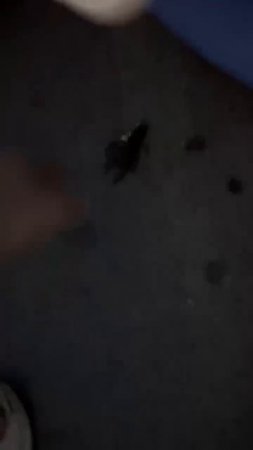 На реке Тихая Сосна в Острогожске - массово гибнет рыба и раки.