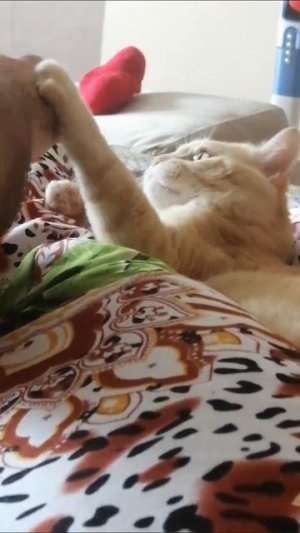 кот