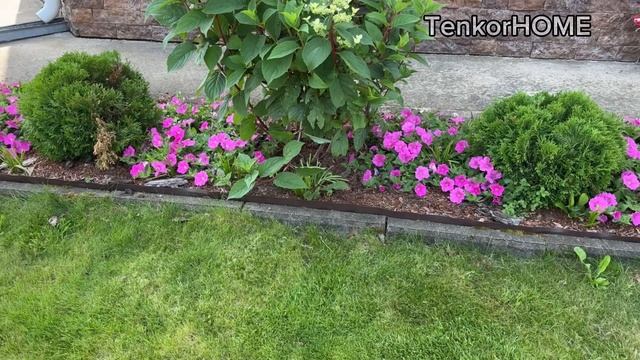 Обзор петуний в июле 2025г смотреть онлайн