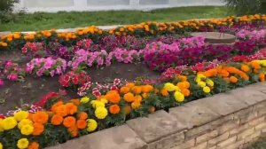 Цветочное очарование Мензелинска! 🌸