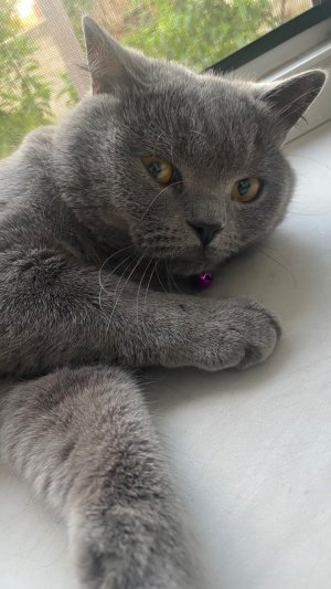Котэ по имени Тони ) охота на кузнечика