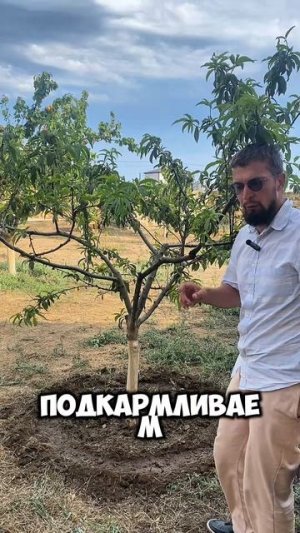 Дерево перестало расти- сделайте правильную подкормку