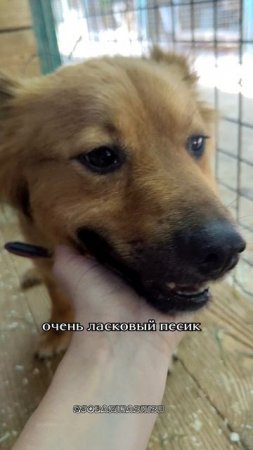 Золотой малыш в добрые руки
