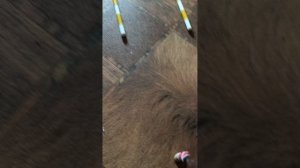 тренировка Вики и Арчи фигурки лошадей шляйх