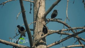 Скворец, Sturnus vulgaris