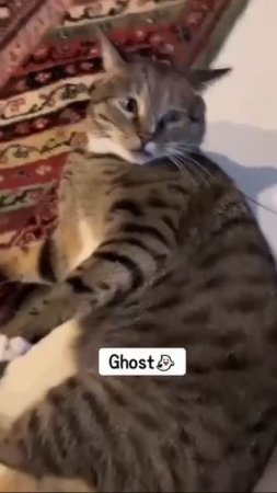 Разнообразие звуков, которые издают котейки, поражает