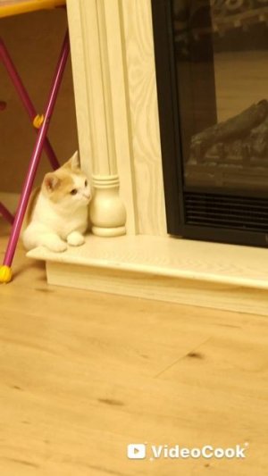 Котовыдра