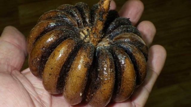 Самые Колючие Деревья и Кустарники на Планете смотреть онлайн