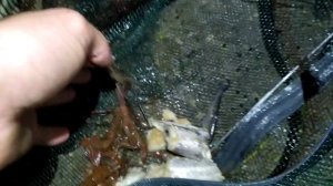 ПОЙМАЛ МНОГО КРЕВЕТОК НА РАКОЛОВКУ